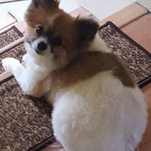 Meet your Posher, Nikki